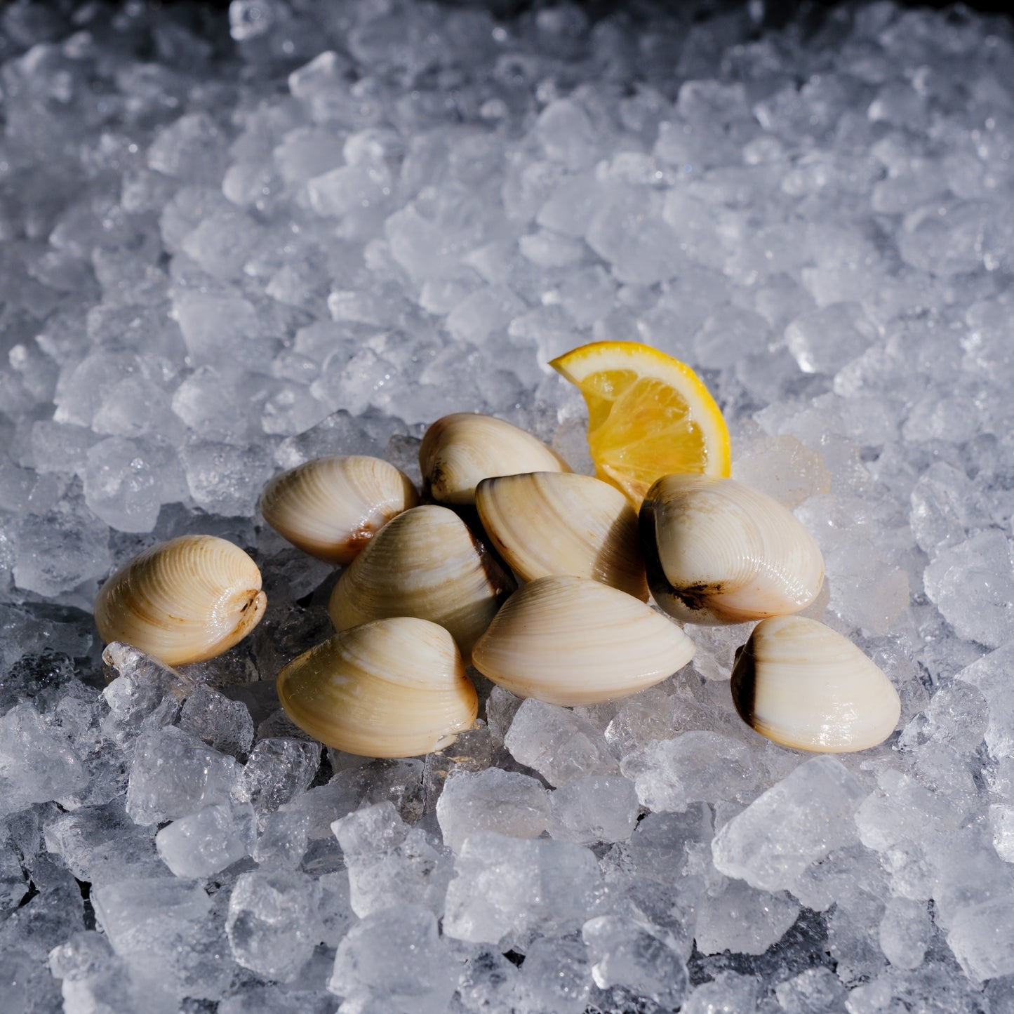 Asiatic Clam (White) 白啦啦