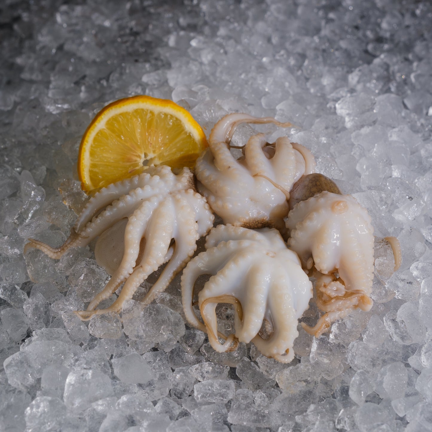 Baby Octopus 小章鱼