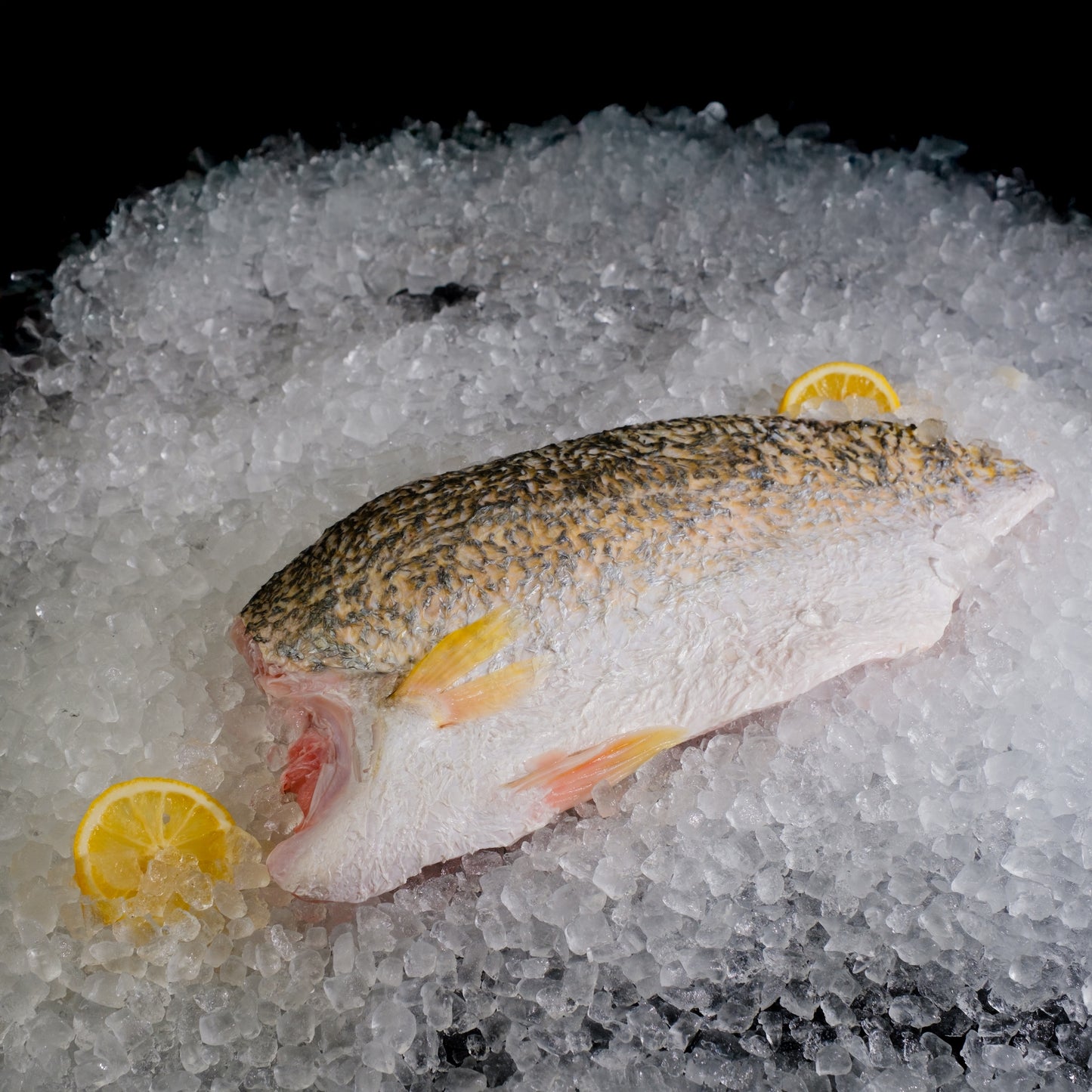 Barramundi Fillet (Skin, Belly On) 金目卢肉