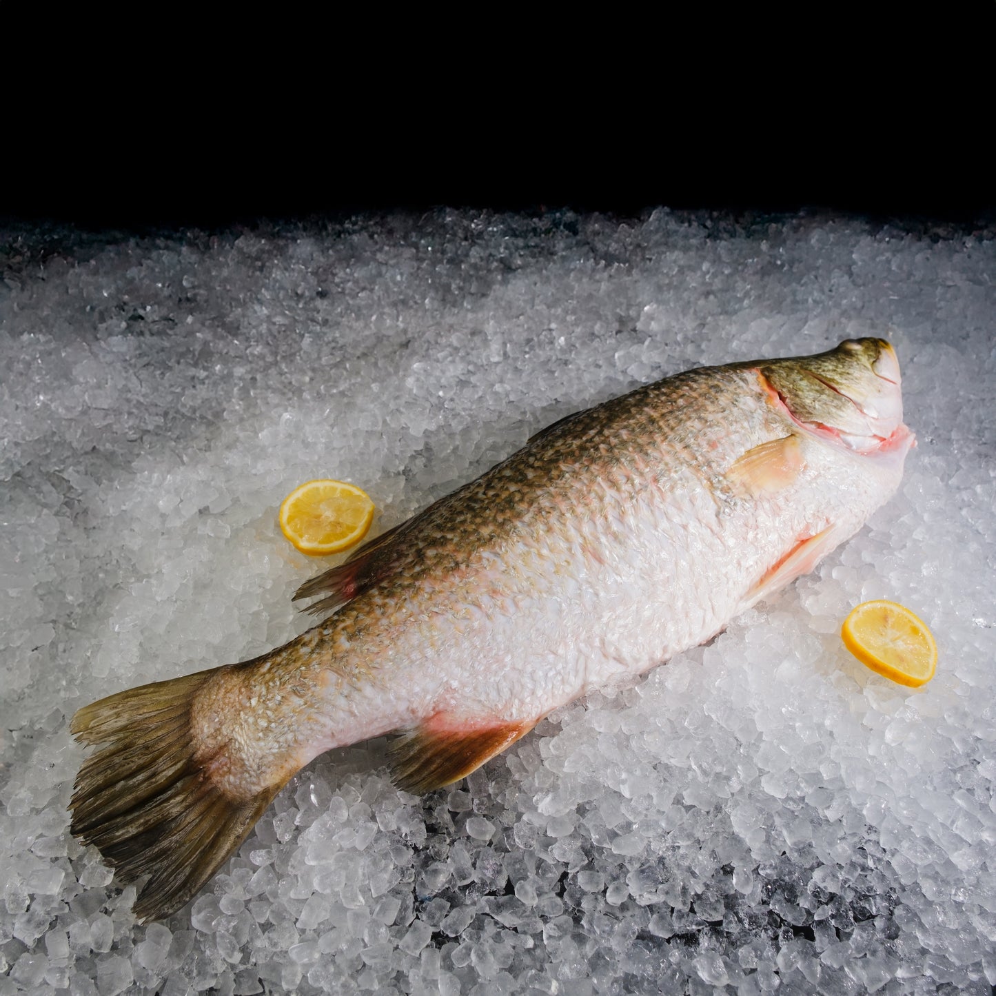 Barramundi 金目卢 3-3.5kg