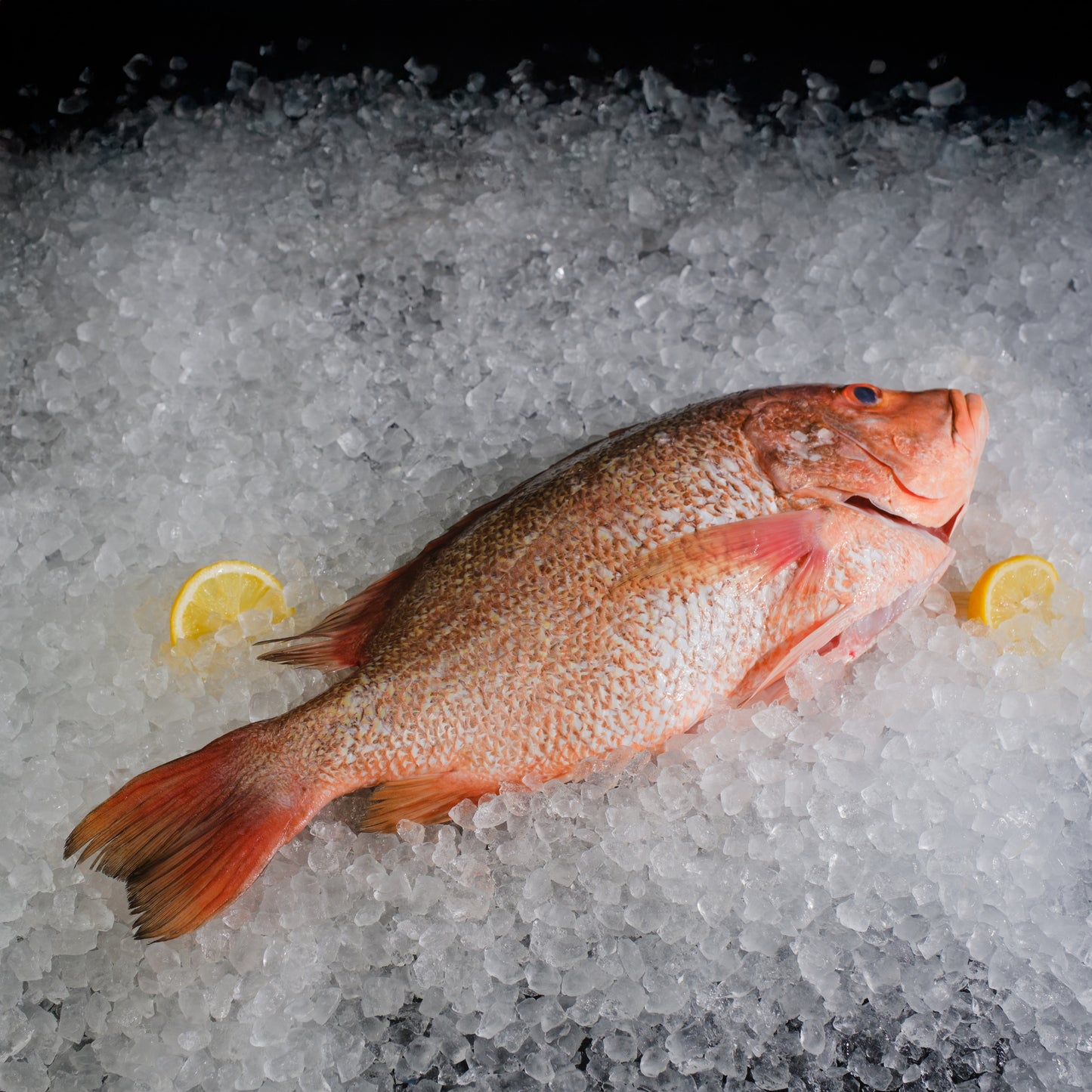 Red Malabar Snapper (S)红猷仔 500-600g
