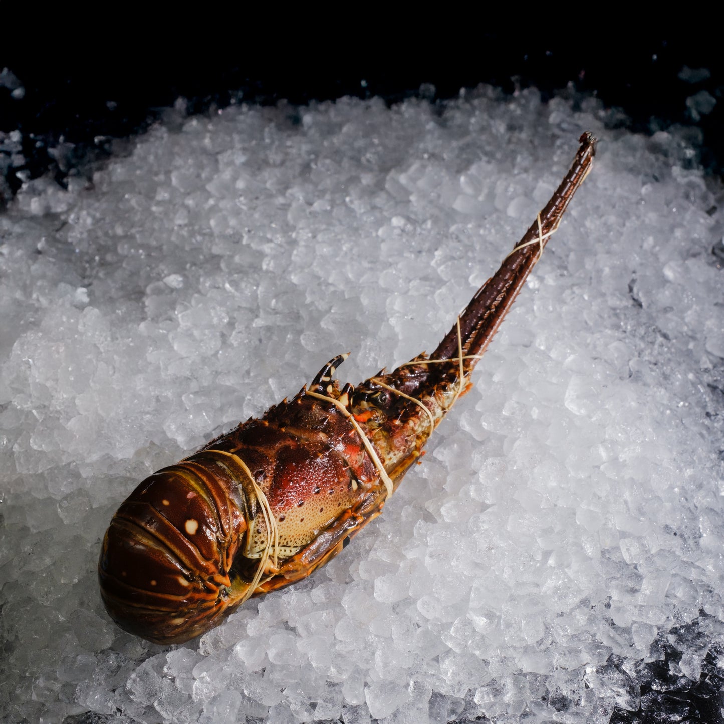 Caribbean Rock Lobster 龙虾 - 600-800g range
