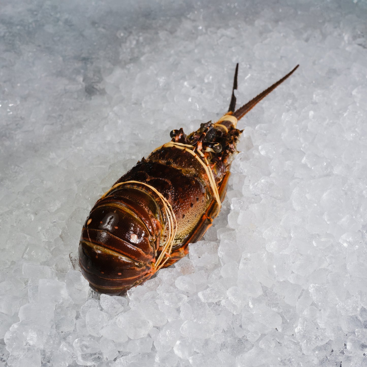 Caribbean Rock Lobster 龙虾 - 600-800g range