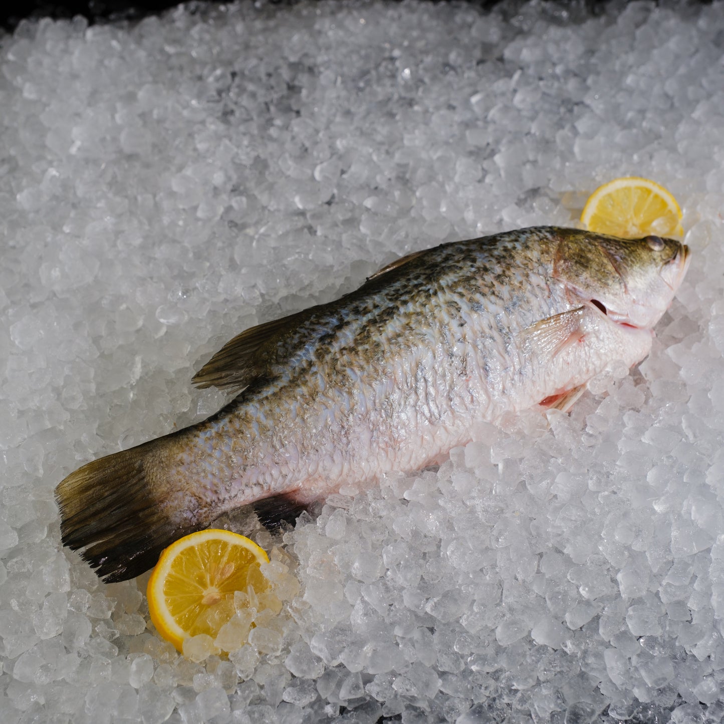 Sea Bass (S) 小金目卢