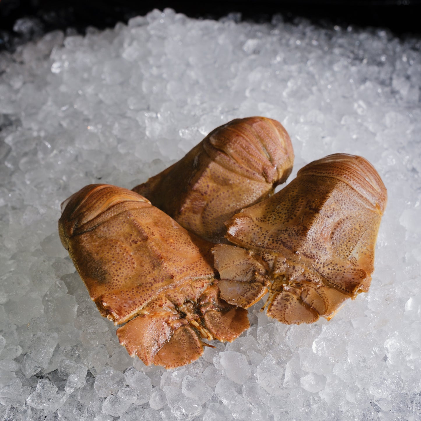 Slipper Lobster - Crayfish (Thenus Orientalis) 虾婆 - Various Sizes