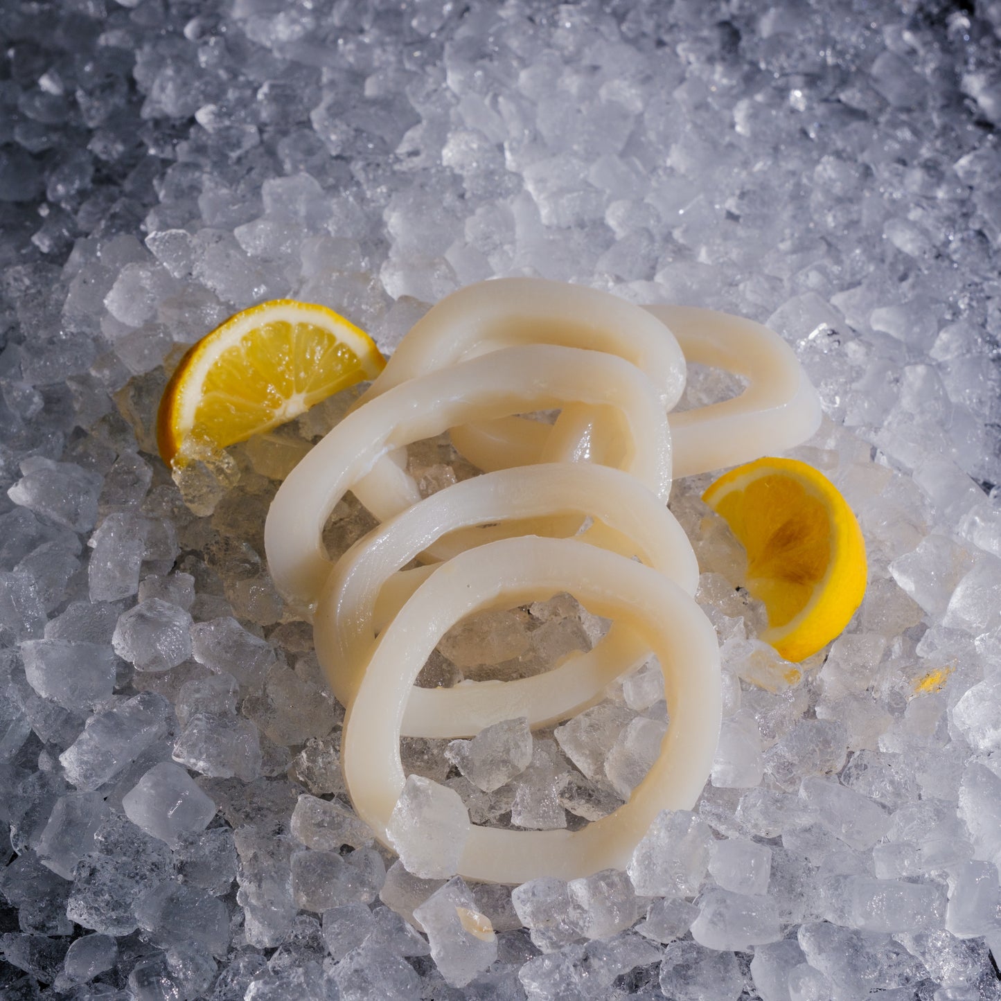 Squid Ring (Loligo) 苏东圈