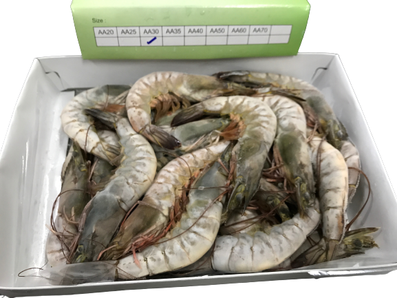Live HOSO Vannamei/ White Prawn - 16/20, 21/25, 26/30, 31/40, 41/50