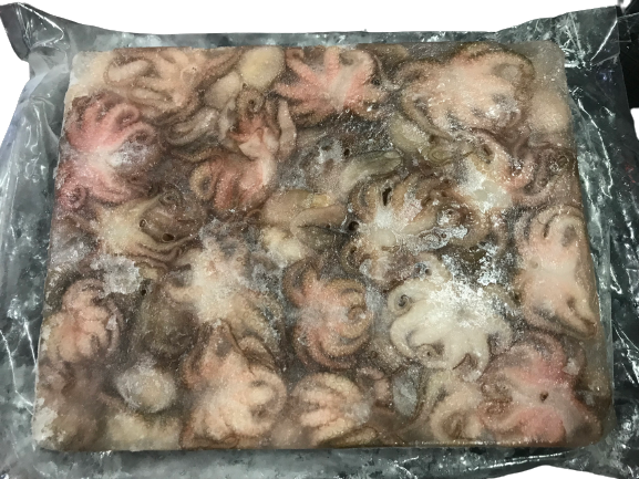 Baby Octopus 小章鱼