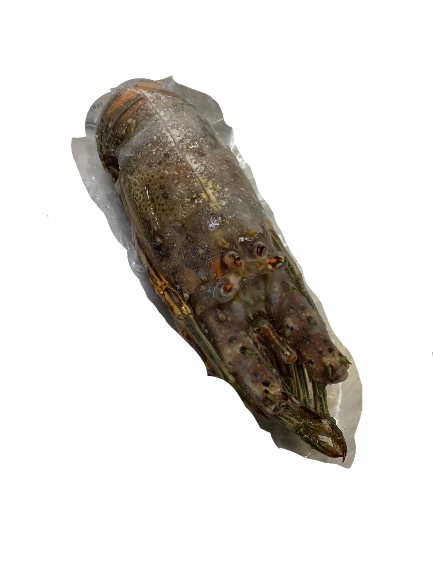 Caribbean Rock Lobster 龙虾 - 600-800g range