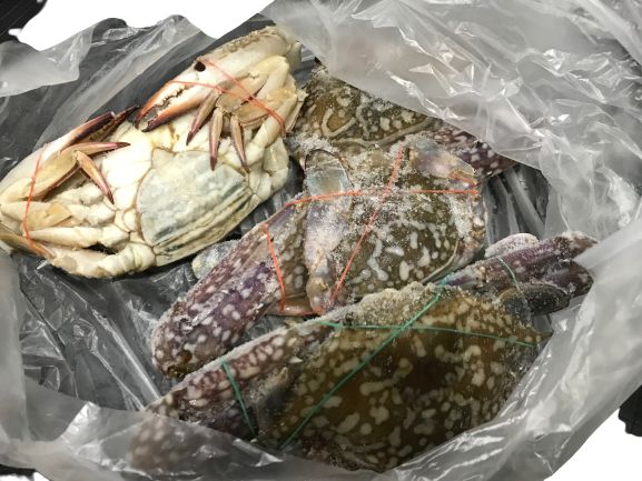 Flower Crab 花蟹