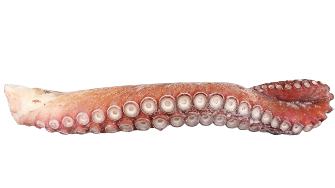 Octopus Leg – Cooked 章鱼爪