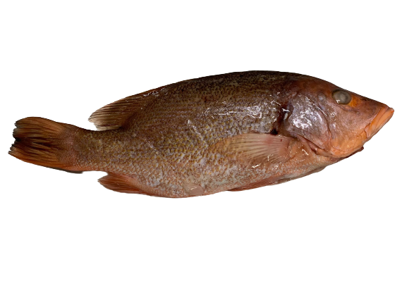 Red Malabar Snapper (S)红猷仔 500-600g