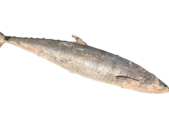 Spanish Mackerel 岜东鱼