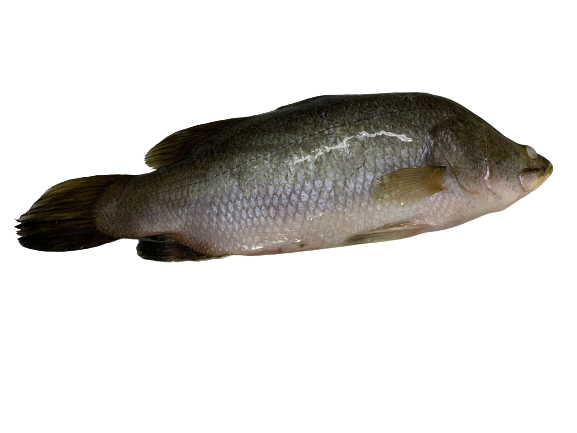 Barramundi 金目卢 3-3.5kg