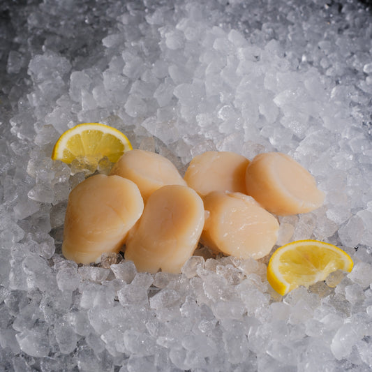 Scallop Meat 11-15pcs/Lb 加拿大带子