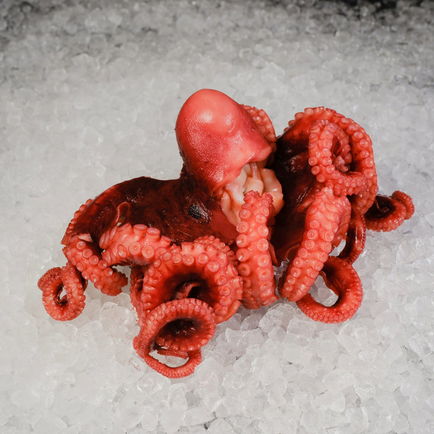 Cooked Octopus 熟章鱼
