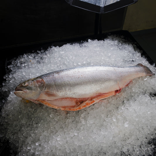 Trout Whole - Atlantic  鳟鱼