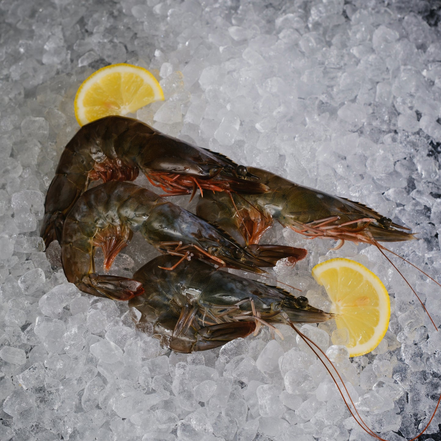 Live HOSO Vannamei/ White Prawn - 16/20, 21/25, 26/30, 31/40, 41/50