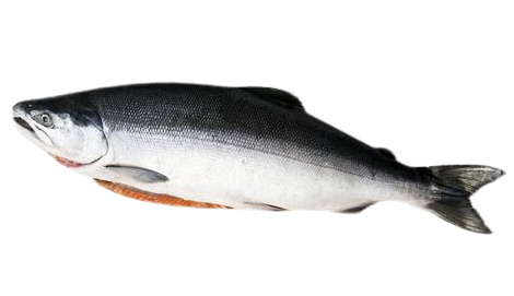 Salmon Whole 三文鱼