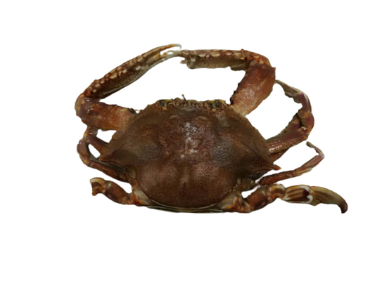 Soft Shell Crab 软壳蟹