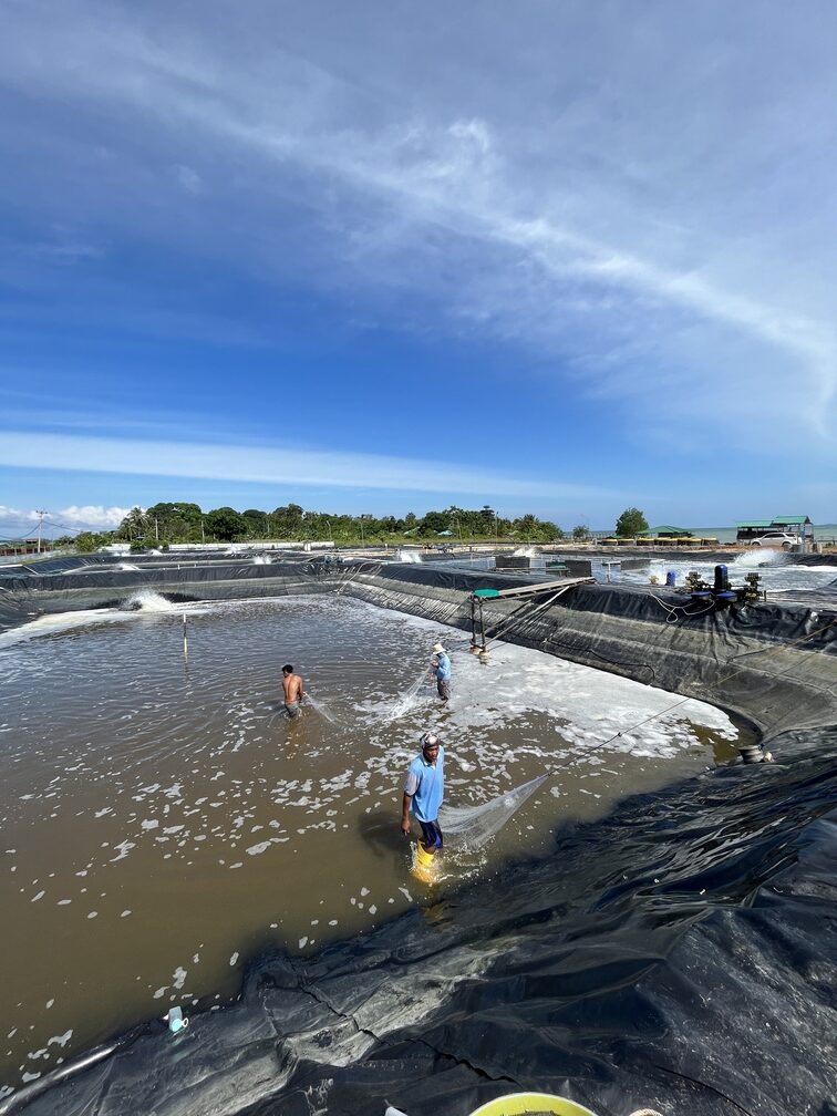 sustainable seafood Singapore ethical sourcing